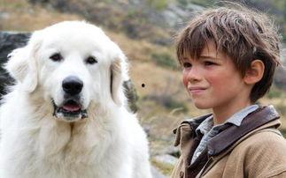 灵犬雪莉,忠诚与智慧的传奇守护者